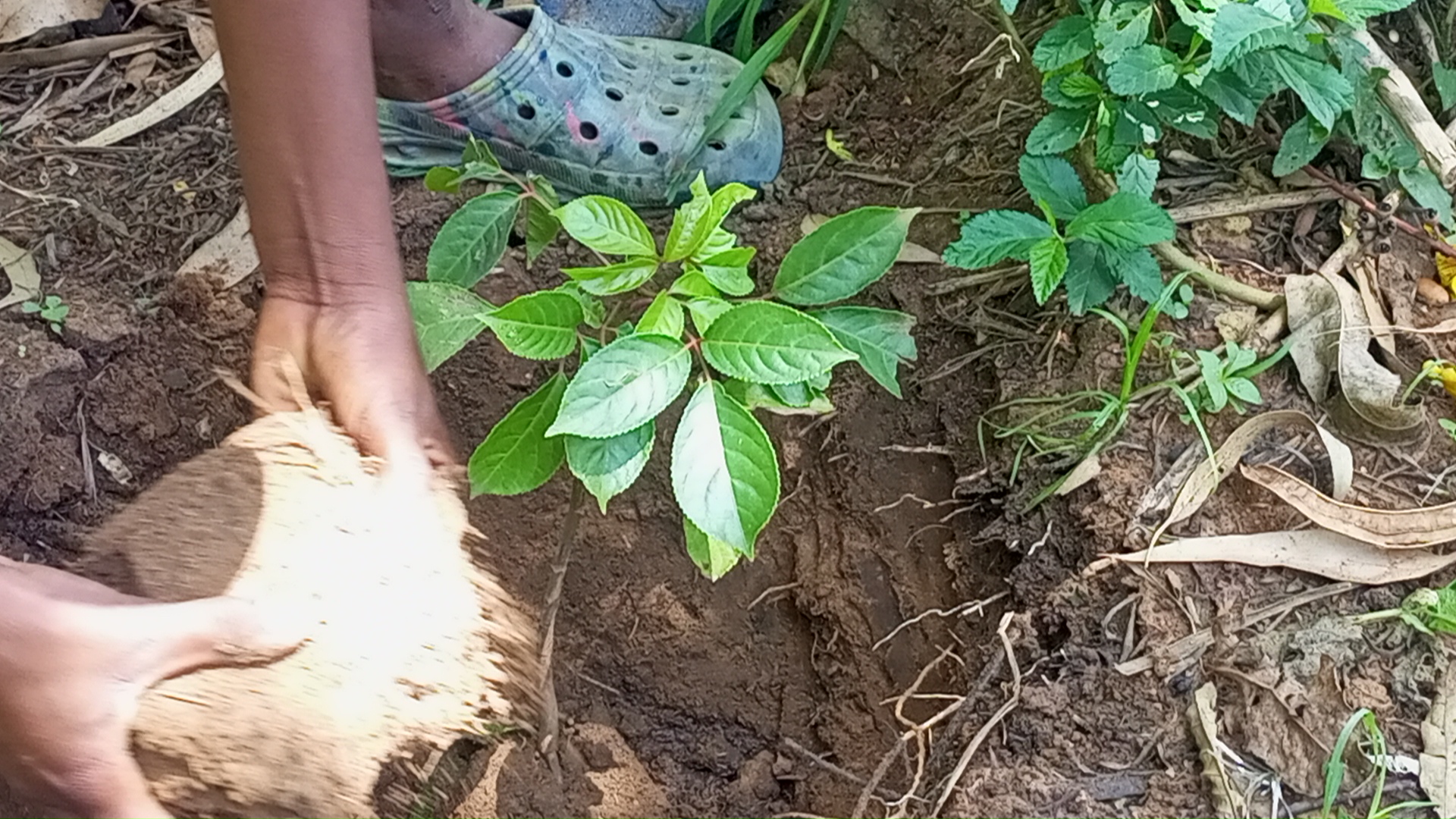 Community planting photo 5